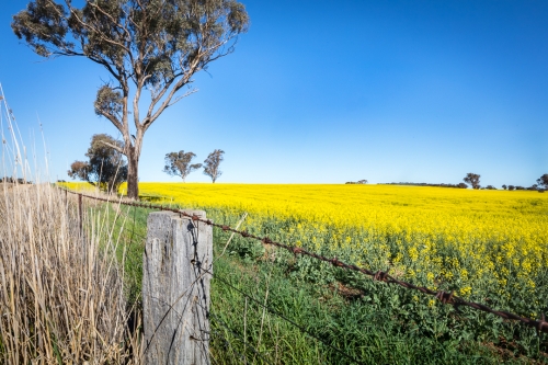 Canola